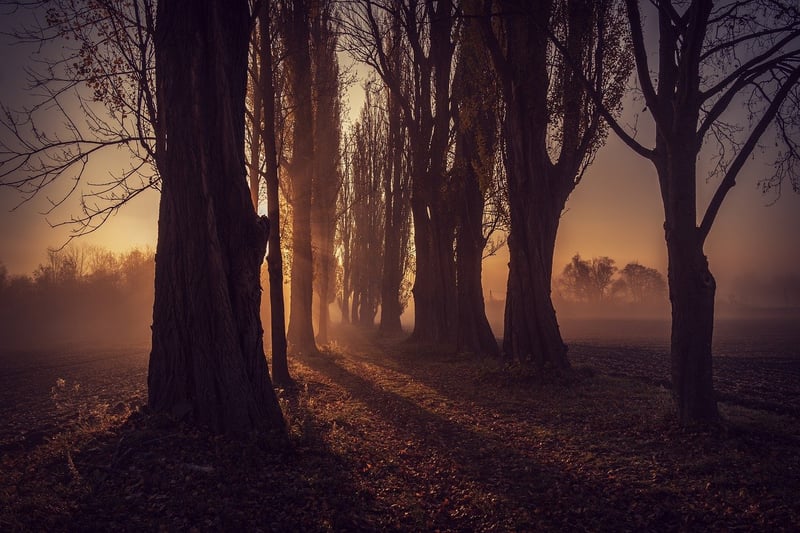 Forest Walking